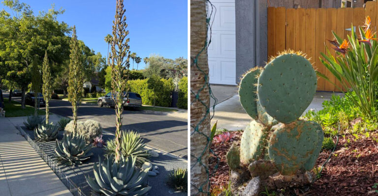 The Plants California Homeowners Should Keep Away From Walkways