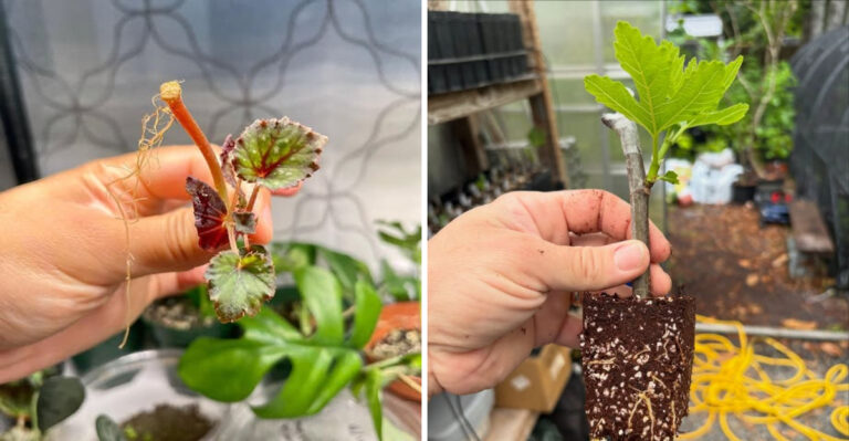 The Plants Georgia Gardeners Keep Multiplying From Cuttings Every Year