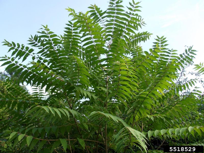 Tree of heaven