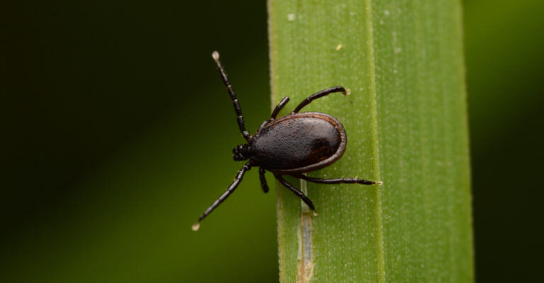 The Plants More California Gardeners Are Growing To Help Keep Ticks Away