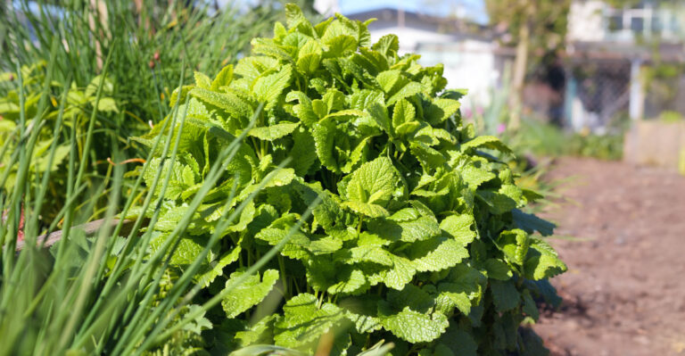 tick repelling plants