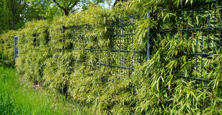 The Plants Oregon Gardeners Wish They Had Removed From Their Yard Sooner