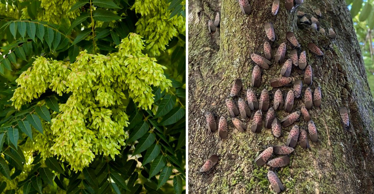 tree of haven and spotted lanternflies