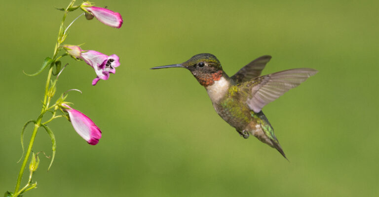 hummingbird flying to flower