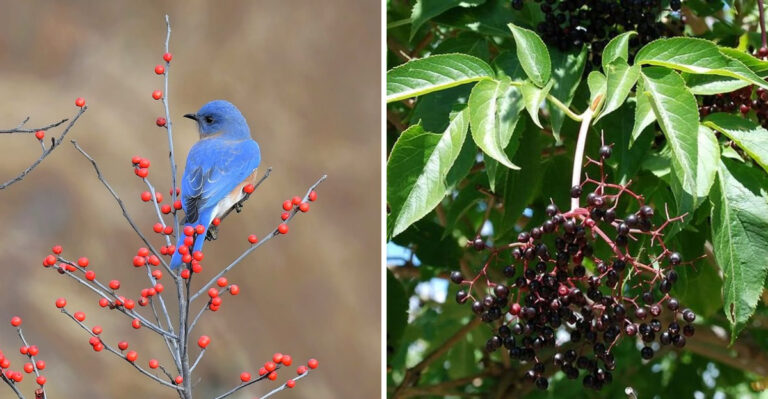 The Plants That Keep Eastern Bluebirds Returning To Georgia Yards
