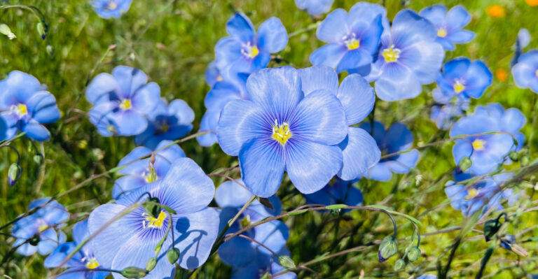 The Plants That Spread Naturally And Fill Your Oregon Garden For Free