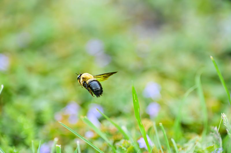 The Pollinators Passing Through Are Not Your Neighbors' Bees