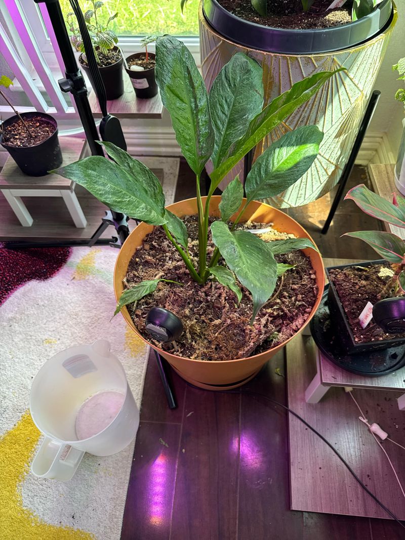 The Pot Is Too Large