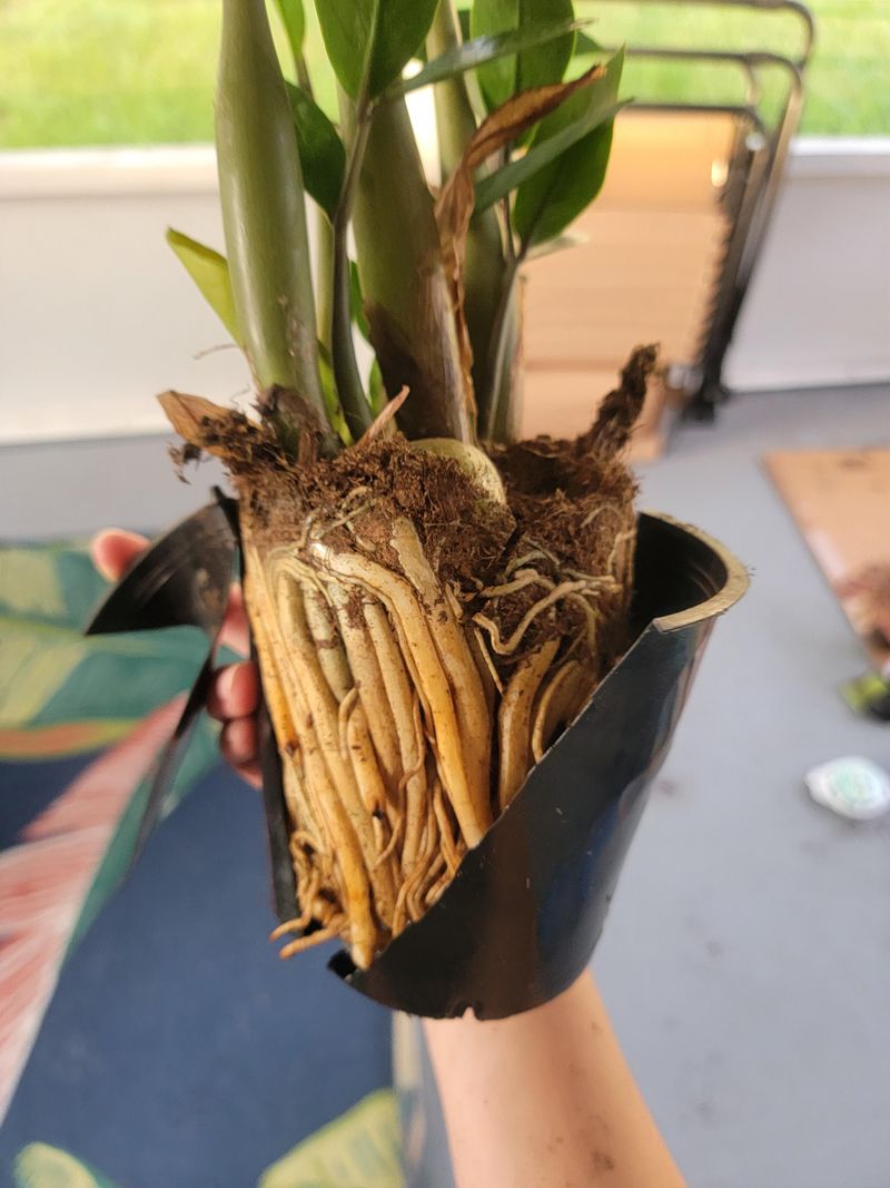 The Pot Shape