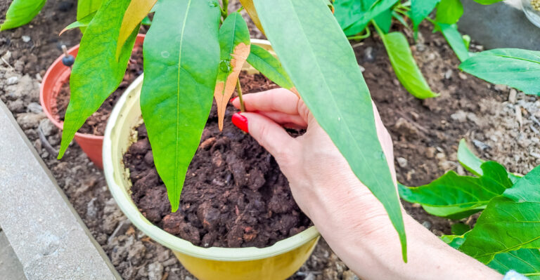 The Potted Fruit Tree Mistakes That Cost California Gardeners Their Harvest