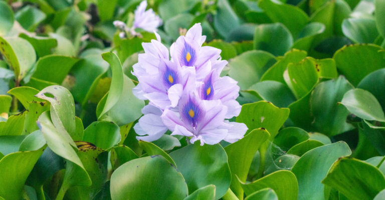 water hyacinth
