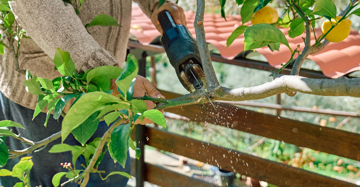 Pruning citrus tree (featured image)