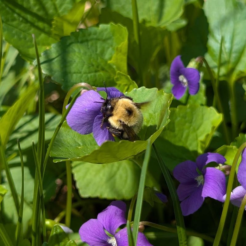 The Purple Flowers Help Pollinators The Purple Flowers Help Pollinators