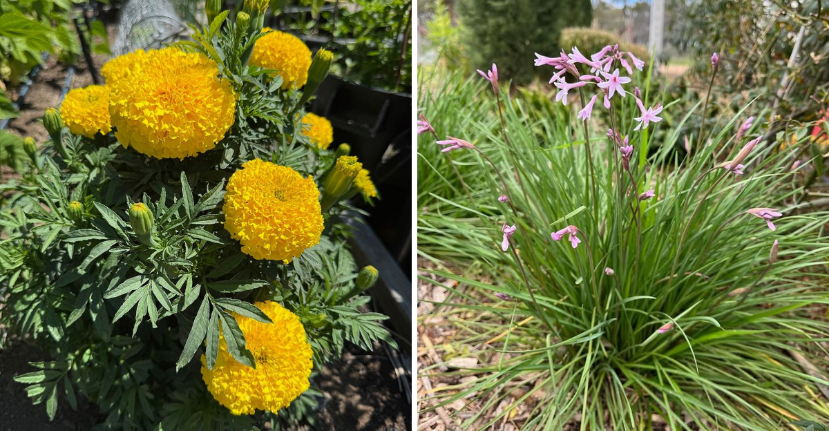 marigolds and society garlic