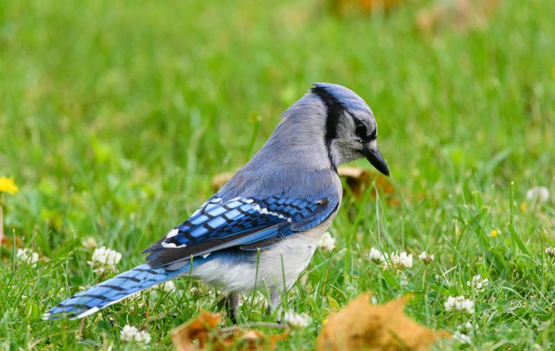 The Real Meaning Of A Blue Jay Visiting Your Space The Real Meaning Of A Blue Jay Visiting Your Space