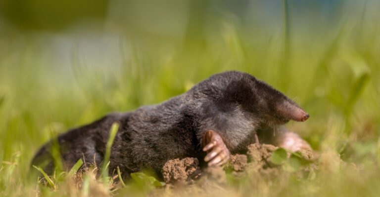 The Real Reason Indiana Yards Are Invaded By Moles Every Spring (And What Finally Stops Them)