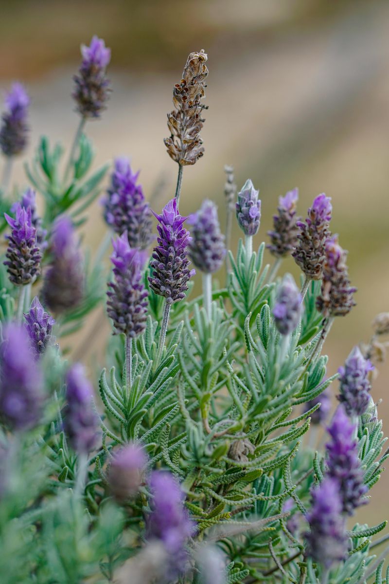 The Real Reason Lavender Fails After The First Summer The Real Reason Lavender Fails After The First Summer