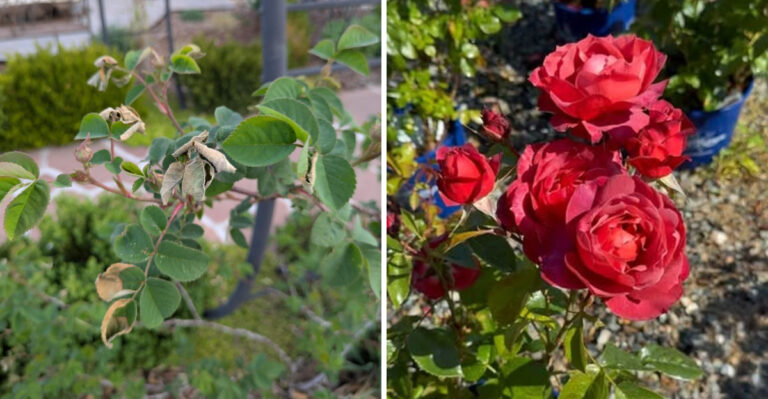 The Real Reason Michigan Gardeners Struggle With Roses And How To Fix It For Good