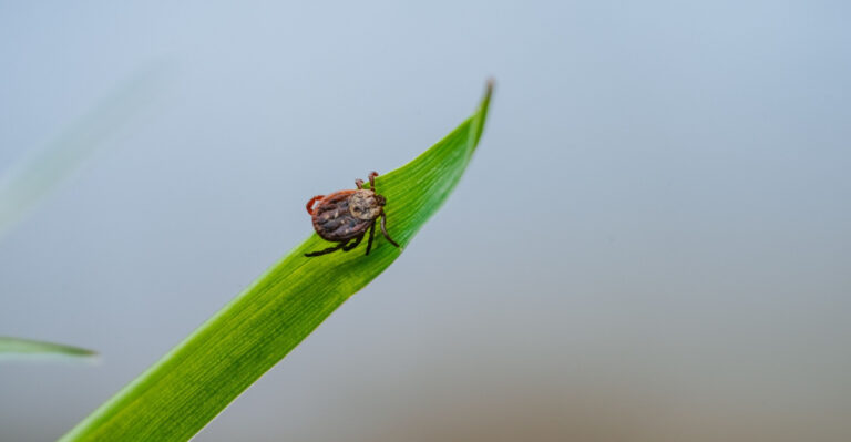 The Real Reasons Ticks Are Taking Over Maryland Yards This Spring