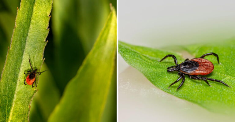 The Real Reasons Ticks Are Thriving In Wisconsin This Season