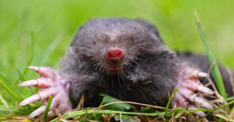 The Real Reasons Your Wisconsin Yard Is Full Of Moles And What Finally Stops Them
