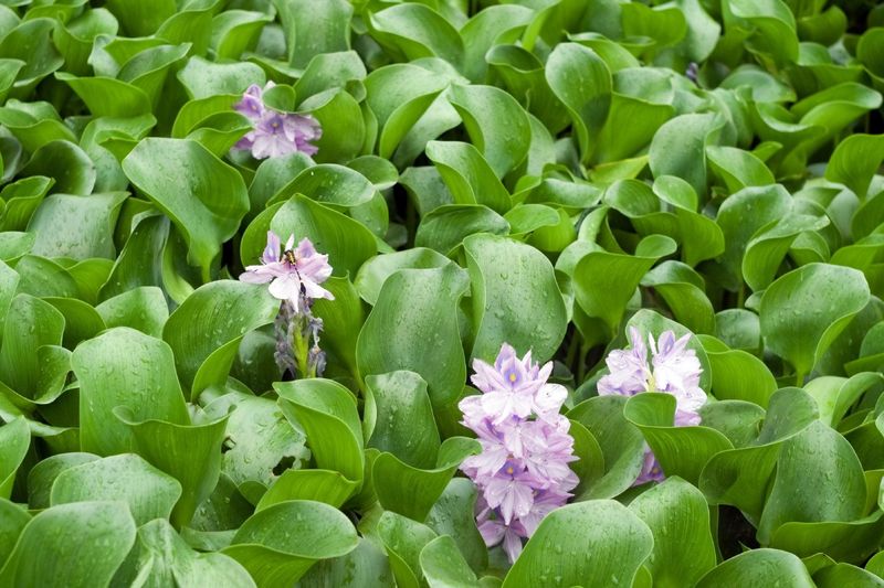 The Reason Gardeners Should Never Scoop It From The Wild