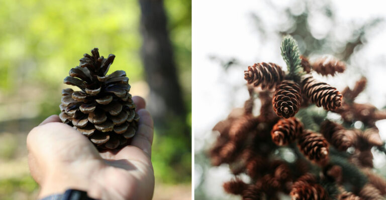 The Reason Minnesota Gardeners Are Burying Pine Cones And Why It Works
