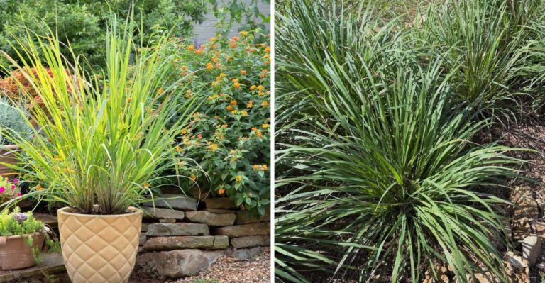The Reason North Carolina Gardeners Are Planting Lemongrass By Their Patio This Year