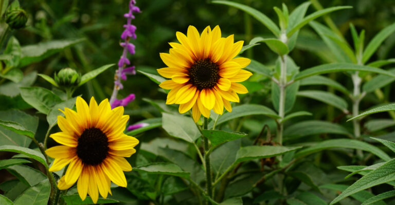 The Reason Sunflowers Deserve A Spot In California Gardens