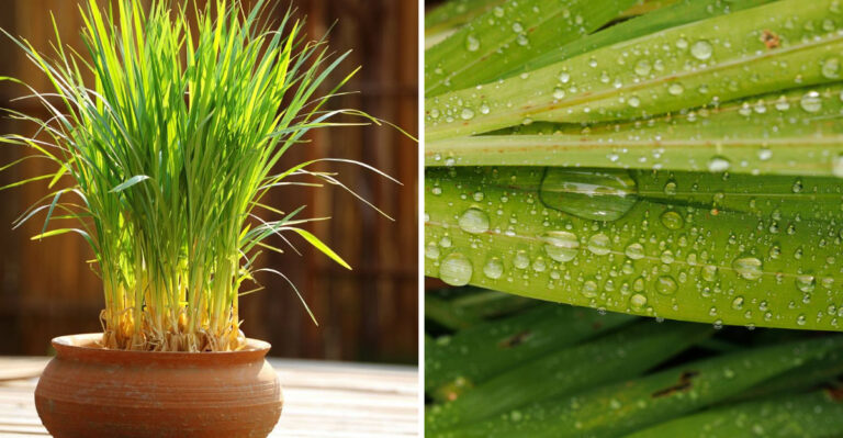 The Reasons Lemongrass Is The Secret To A Bug-Resistant South Carolina Patio