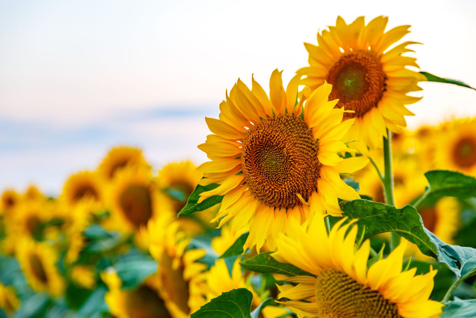 sunflowers