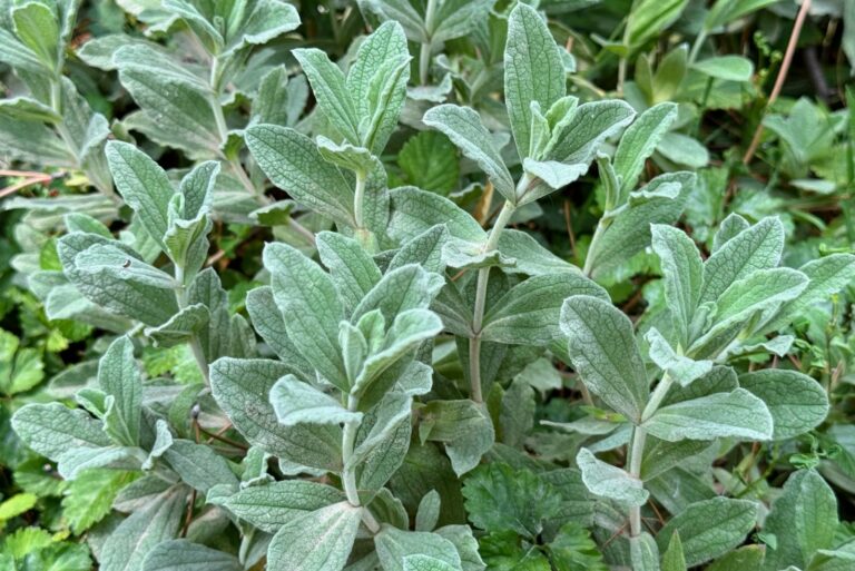 sage