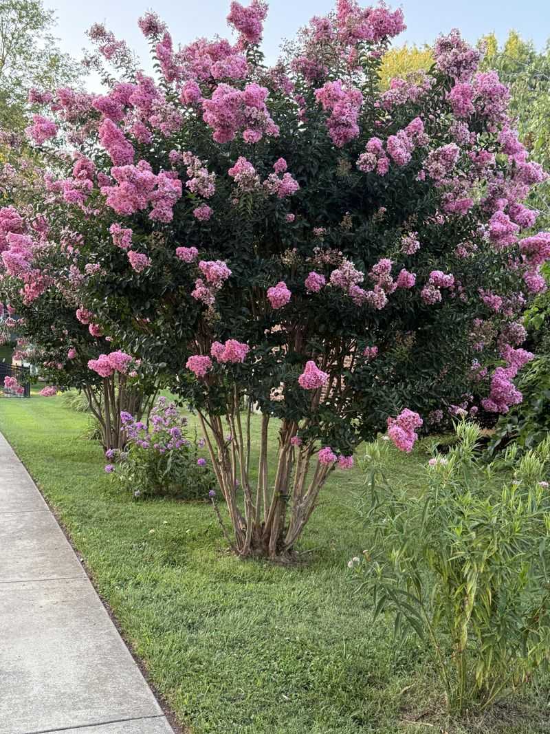 The Results You Can Expect When You Prune Correctly