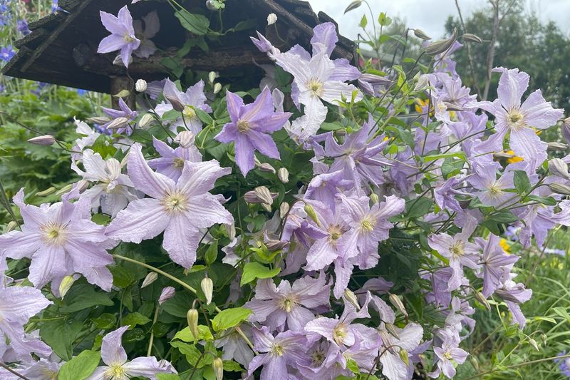 The Right Pruning Style Helps Clematis Bloom More Fully