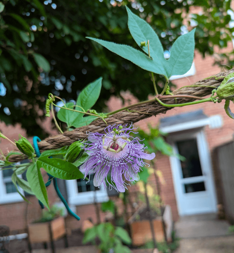 The Right Spot Makes Passionflower Easier To Manage The Right Spot Makes Passionflower Easier To Manage