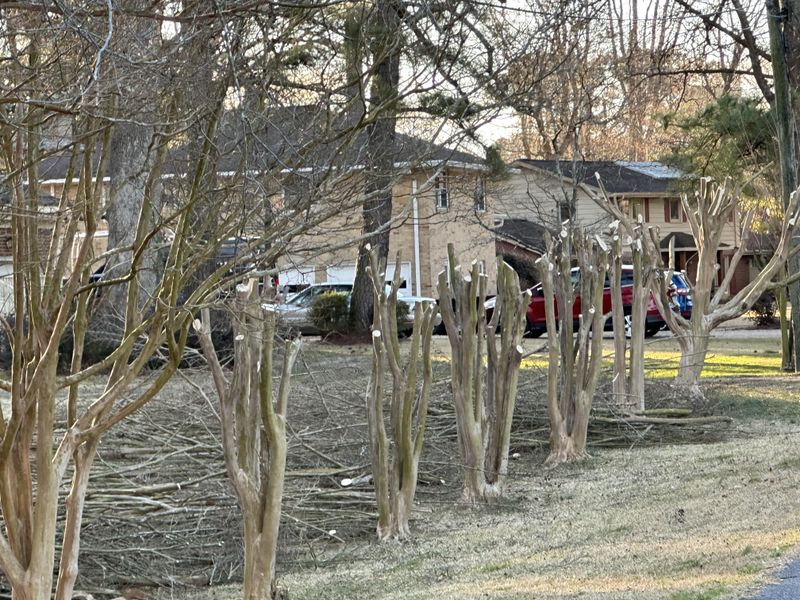 The Right Time To Trim Your Crape Myrtle In Tennessee The Right Time To Trim Your Crape Myrtle In Tennessee