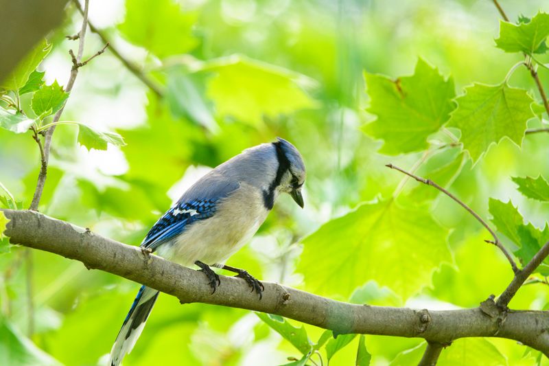The Role They Play In Illinois Ecosystems The Role They Play In Illinois Ecosystems