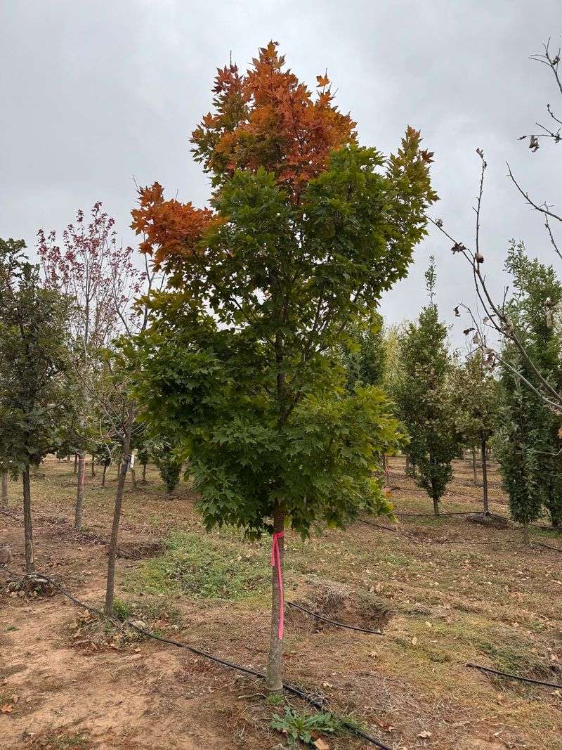 Deep Watering Helps A New Sugar Maple Settle In
