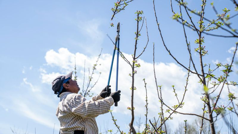 The Rules Around Trimming Your Neighbor's Tree