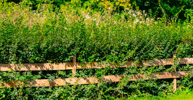 The Rules For Planting Privacy Shrubs Right On A California Property Line
