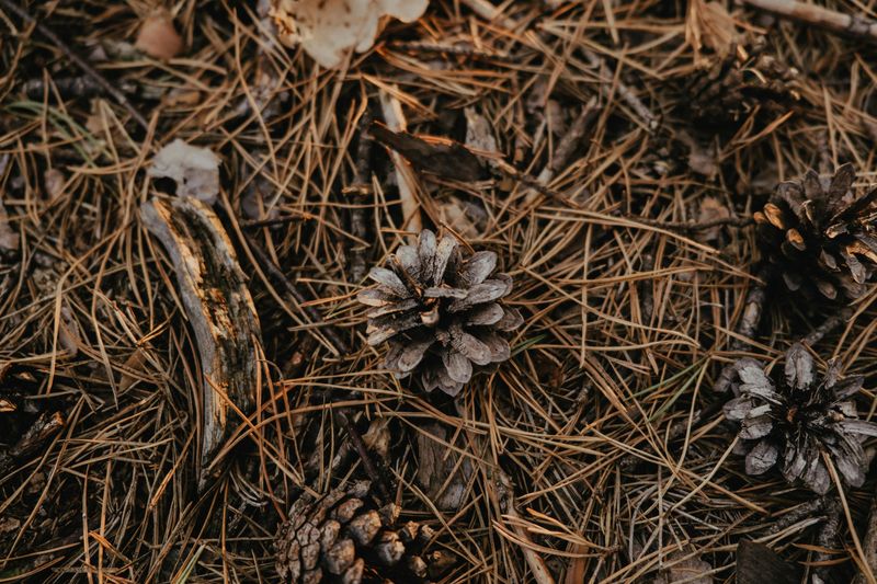 The Science Behind What Pine Cones Do Underground