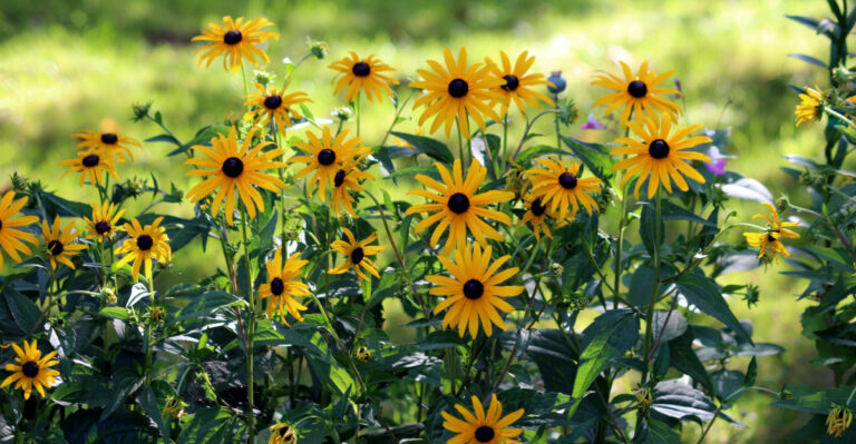 black eyed susan
