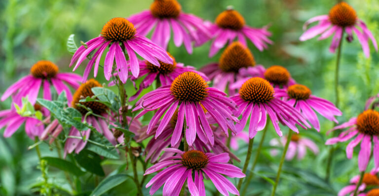 purple coneflower