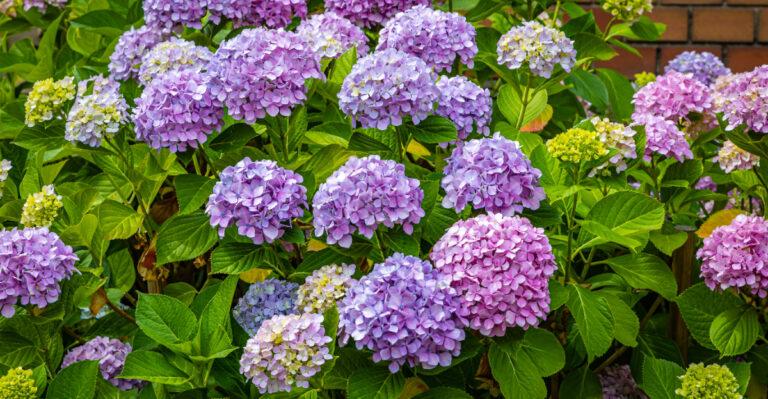 hydrangea