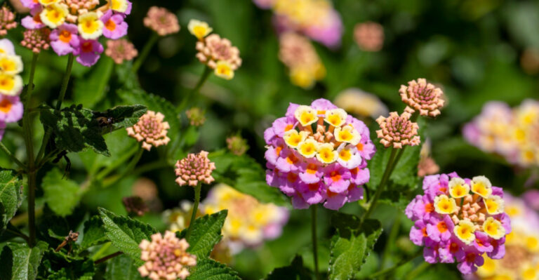 The Secret To Keeping Lantana Blooming All Summer Long In Ohio