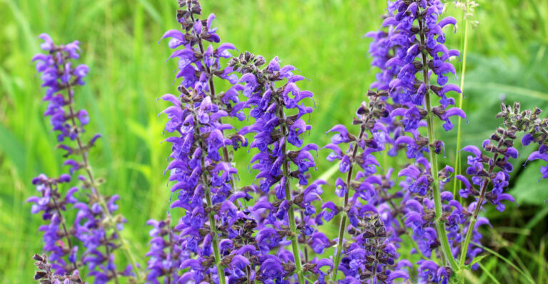 salvia (featured image)