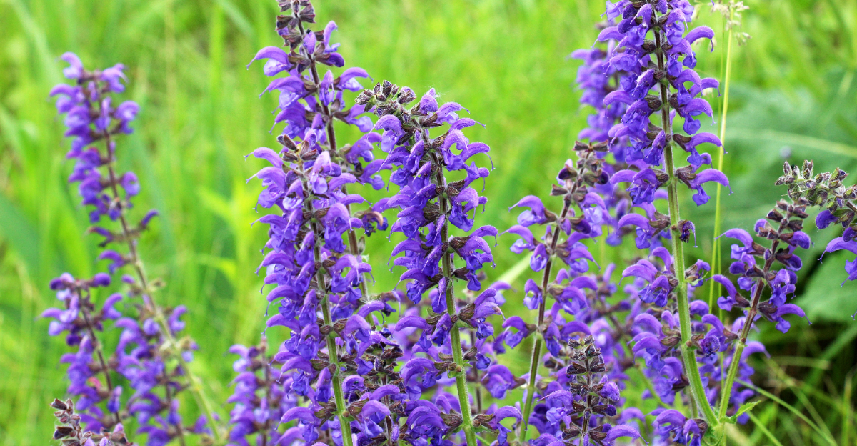 salvia (featured image)