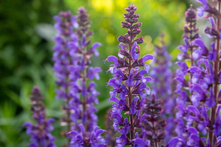 salvia