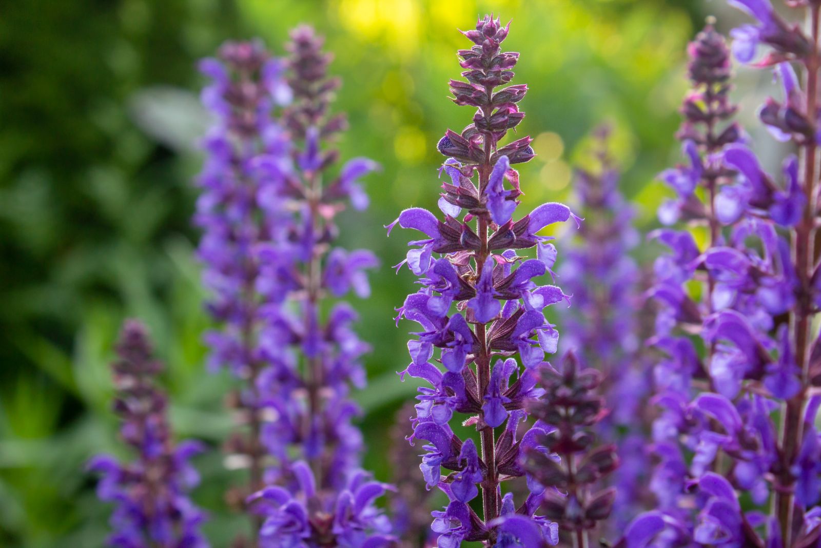 salvia