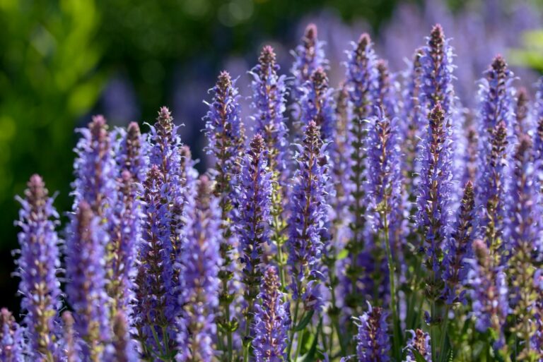 salvia